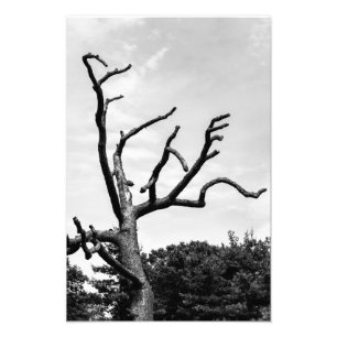 Foto árbol libre