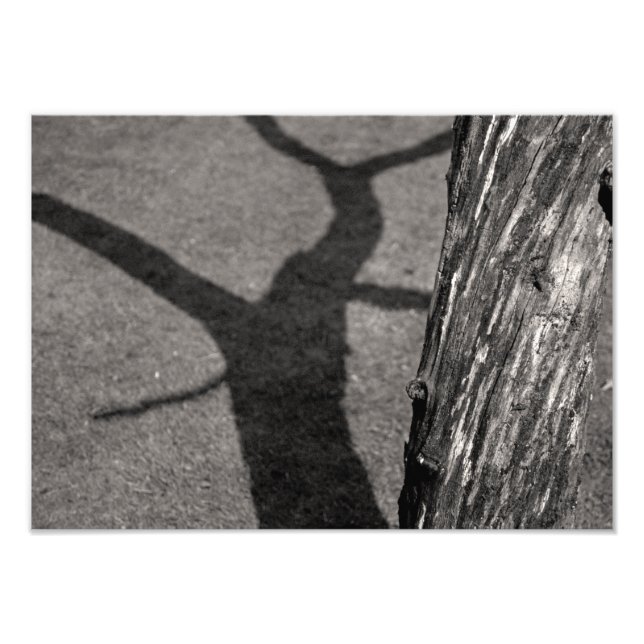 Foto Árbol muerto (Frente)