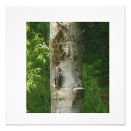 Foto Árbol nudoso de NH
