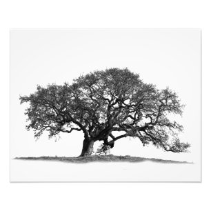 FOTO ÁRBOL OAK