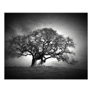 FOTO ÁRBOL OAK