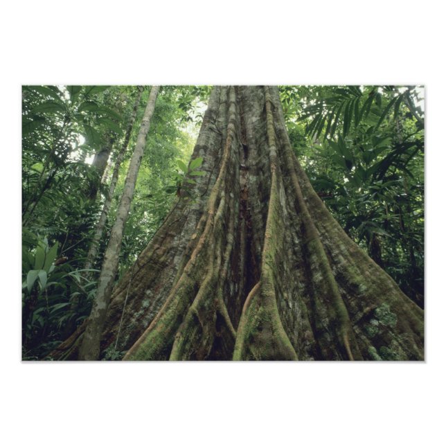 Foto Árbol reforzado en selva tropical, Corcovado (Frente)