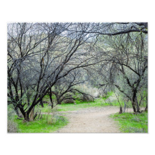 Foto Árbol retorcido 8585 con sendero