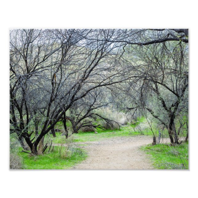 Foto Árbol retorcido 8585 con sendero (Frente)