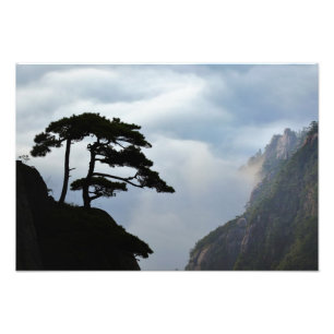Foto Árbol silueteado al amanecer, Montaña Amarilla,