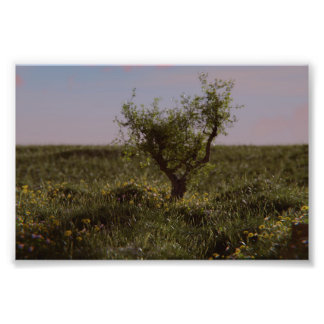 Foto Árbol Solitario