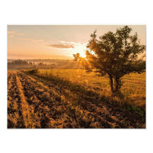 Foto Árbol solitario en el campo de niebla en amanecer 