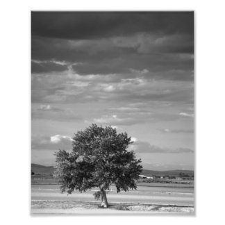 Foto Árbol solitario, Wilder Idaho