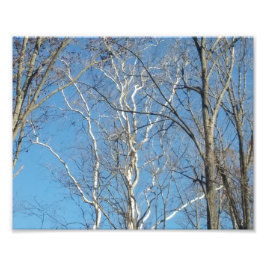 Foto Árbol Sycamore