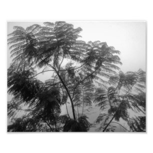 Foto Árbol tropical negro y blanco en niebla