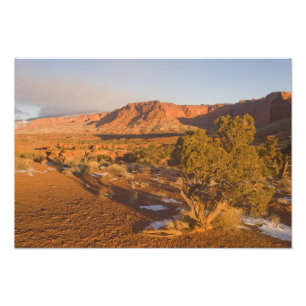 Foto Árbol Utah Juniper Juniperus osteosperma) en 2