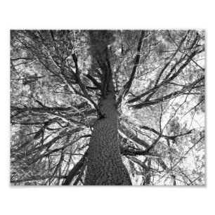 Foto Árbol Viejo Abstracto