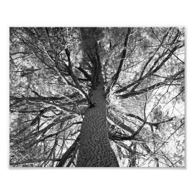 Foto Árbol Viejo Abstracto (Frente)