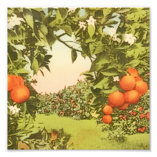 Foto Arboleda de Naranja Antigua