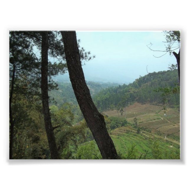 Foto Árboles (Frente)