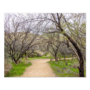 Foto Árboles 8583-2-retorcidos con sendero para caminar