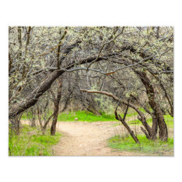 Foto Árboles 8602-cruzados con sendero