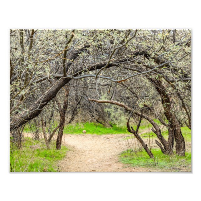 Foto Árboles 8602-cruzados con sendero (Frente)