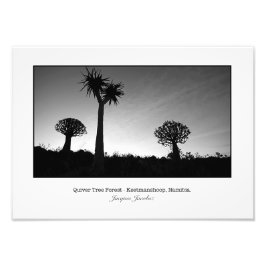 Foto Árboles brillantes al atardecer