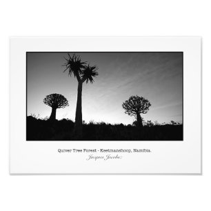 Foto Árboles brillantes al atardecer