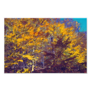 Foto Árboles caídos rapados