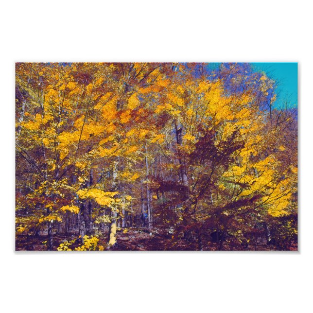 Foto Árboles caídos rapados (Frente)