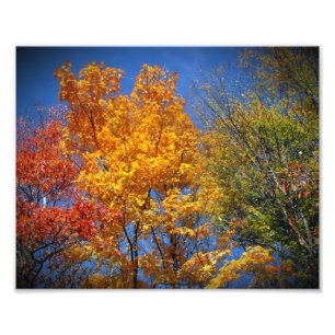 Foto Árboles coloridos del otoño