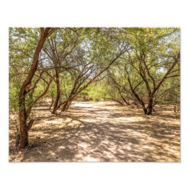 Foto Árboles de 4745 sombras en el desierto