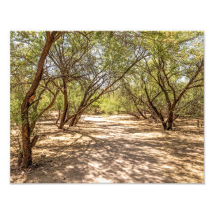 Foto Árboles de 4745 sombras en el desierto