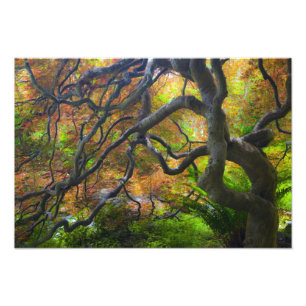 Foto Árboles de arce de color otoñal, Victoria, Columbi