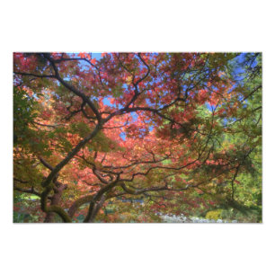 Foto Árboles de arce de color otoñal, Victoria, Columbi