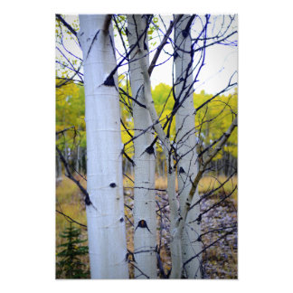Foto Árboles de aves de Colorado