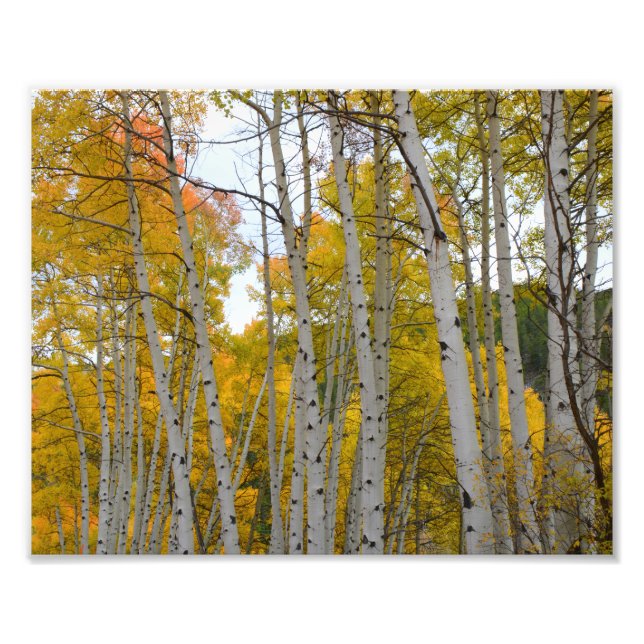 Foto Árboles de Birch Colorado en otoño (Frente)