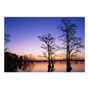 Foto Árboles de ciprés calvo silueteados al atardecer,