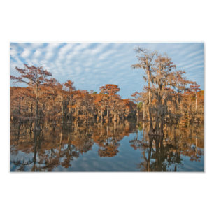 Foto Árboles de cipreses otoñales en Caddo Lake print