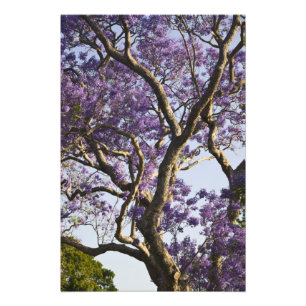 Foto Árboles de Jacaranda en flor en New Farm Park,