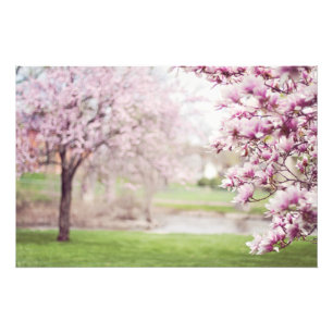 Foto Árboles de magnolia floreciendo