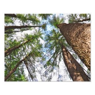 Foto Árboles de pinos al cielo