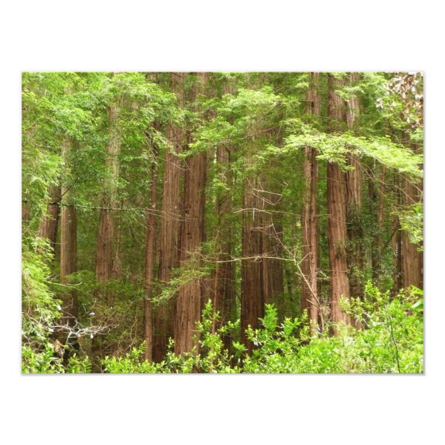 Foto Árboles de secuoya en monumento nacional Muir Wood (Frente)