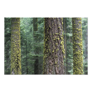 Foto árboles de secuoya gigante en el bosque, Sequoia y