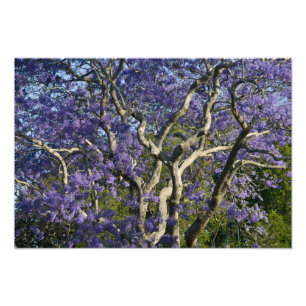 Foto Árboles jacarandinos florecientes en el nuevo parq