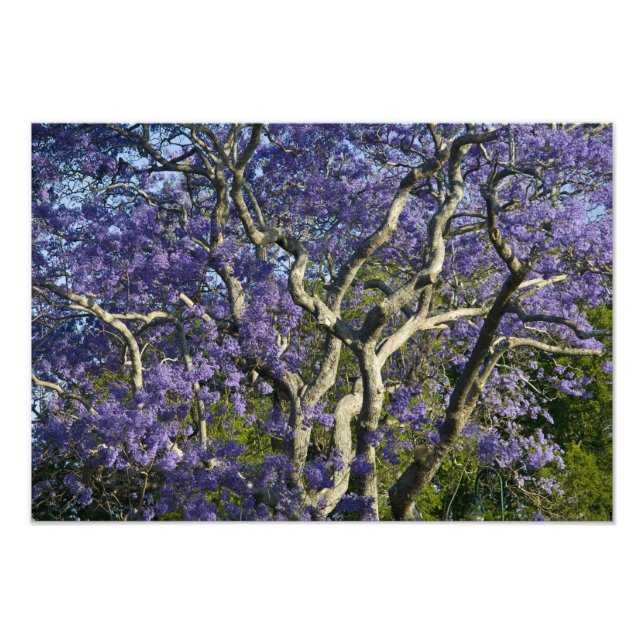 Foto Árboles jacarandinos florecientes en el nuevo parq (Frente)