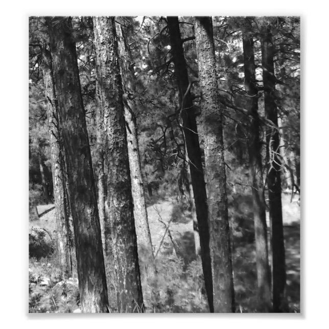 Foto árboles negros y blancos alrededor (Frente)