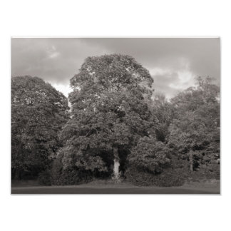 Foto Árboles otoñales, Parque Bute, Cardiff