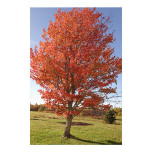 Foto Arce de otoño con hojas rojas ardientes