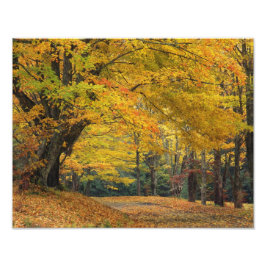 Foto Arce de otoño que sobresale de un camino rural,