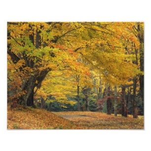 Foto Arce de otoño que sobresale de un camino rural,