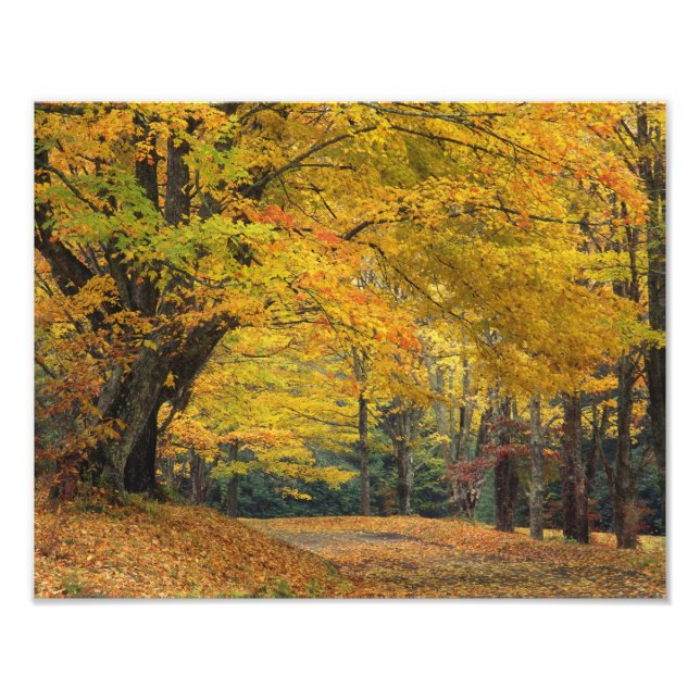 Foto Arce de otoño que sobresale de un camino rural, (Frente)
