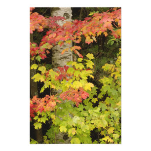 Foto Arce de otoño y abedul, Blanco