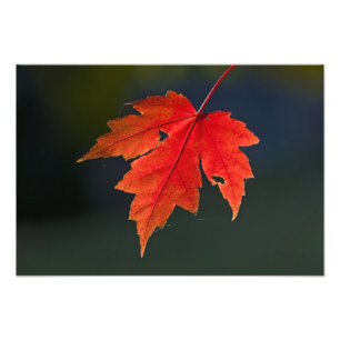 Foto Arce rojo Acer rubrum) hoja roja en otoño,
